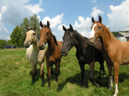 Reitschule Fuchsenhof